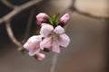 PeachÃ¯Â¼ËPrunus persicaÃ¯Â¼â°